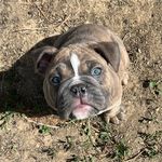 Gary Sunka Schott - @garythebulldog2022 - Instagram