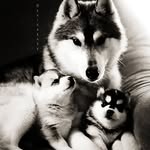 Gary Seeley Sr. - @sirdrwolfs - Instagram