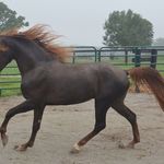 Gary Seibert Gaited Morgans - @gaitedmorgansforsale - Instagram