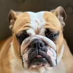 Gary Settle - @bulldog_fendi - Instagram