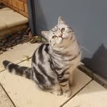Gary - @garysilvertabby - Instagram