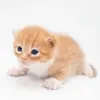 garyenespanol - @garyenespanol - TikTok