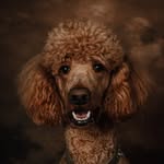 𝔾𝕒𝕣𝕪 𝕥𝕙𝕖 𝕊𝕥𝕒𝕟𝕕𝕒𝕣𝕕 ℙ𝕠𝕠𝕕𝕝𝕖 - @standard_gary - Instagram