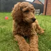 garythestandardpoodl - @garythestandardpoodle - TikTok