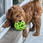 Gary Stein - @bowwowdoodles - Instagram