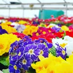 Gartenbau Stelzer🌻 - @gartenbau_stelzer - Instagram