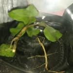 gary the walking stick - @brakaboy_gary - Instagram