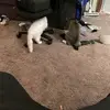 Iain Stottlemire - @iain.stottlemire - TikTok
