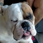 Gary Stowell - @winston_the_doggy_gary - Instagram