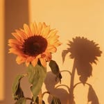 sun Gardens servises - @sun.gard - Instagram