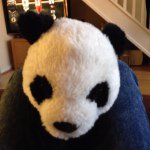 Gary Thorn - @gary_the_panda - Instagram
