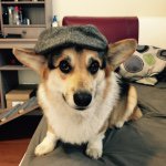Gary Tran-Nguyen - @garythecorgi - Instagram