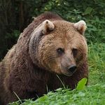 o Urso Gary - @oursogary - Instagram