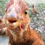 Gary VanNostrand - @garyvannostrand - Instagram
