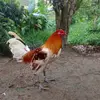 gary - @garyveranogary - TikTok