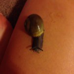 Carolina Love Animals 🐶🐌🐾🐢 - @garyvelez - Instagram