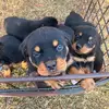 Gary Watson - @gary.watson65 - TikTok