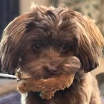 Gary Cooper Wechsler - @mydoggary - Instagram