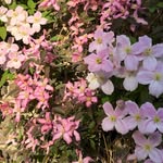Wemyss Castle Gardens - @wemysscastlegardens - Instagram