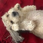 Gary the wheaton mix - @garyjyd - Instagram