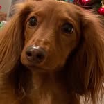 Gary Whelchel - @doxiesausage - Instagram