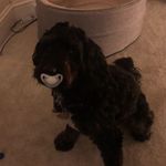 Gary Wildman - @wildman_golfer_82 - Instagram
