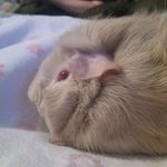 gary wildman - @garytheguinea - Instagram