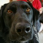 Gary Yeomans - @trail_dog_brodie - Instagram