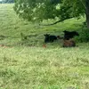 Gary Getman - @cattleman2298 - TikTok