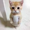 garyyinnnnn - @garyyinnnnn - TikTok