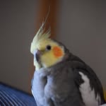 Gary Yue - @bbthe_cockatiel - Instagram