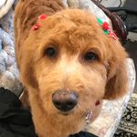 Gary Zito - @godzilla_from_queens - Instagram