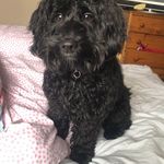 Gaston Johnson - @gastonjohnsondoggie - Instagram