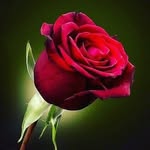 @gaurinagtilak10 - Instagram