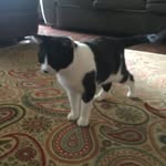 Gavin allison - @gavin_allison123 - Instagram