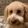 !Gavin_Asher! - @gavin_dewey - TikTok
