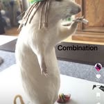 Gavin Bender - @egg_fried_rice_for_life - Instagram
