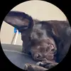 Gavin Burrier - @gburr155 - TikTok