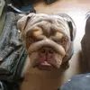 Gavin Britton - @gavin.britton6 - TikTok