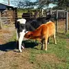 gavinalbritton502 - @gavinalbritton502 - TikTok