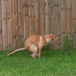 Gavin Butts - @gavin_butts18 - Instagram