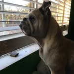 Gavin Campos - @mr.bulldog_52 - Instagram