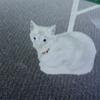 Gavin Casey - @ming_ming_the_cat - TikTok