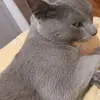 Gavin.Chamberlain - @susangjaxf3 - TikTok