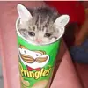 gavinchappell815 - @gavinchappell815 - TikTok