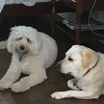 Gavin Chico - @gavinchico12 - Instagram