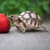 Gavin Chong - @gavin.chong2 - TikTok