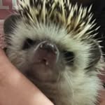 Gavin chow - @cookie_iq100 - Instagram