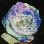 Gavin Craig Hansen - @gavin_craig_hansen - Instagram