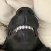 Gavin Cummings - @gc1525 - TikTok